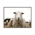 Picture of Sheepily _GroupedProduct_Rectangle_Landscape_Photography _GroupedProduct_Rectangle_Landscape_Canvas_Framed_