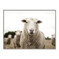 Picture of Sheepily _GroupedProduct_Rectangle_Landscape_Photography _GroupedProduct_Rectangle_Landscape_Canvas_Framed_