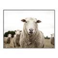 Picture of Sheepily _GroupedProduct_Rectangle_Landscape_Photography _GroupedProduct_Rectangle_Landscape_Canvas_Framed_