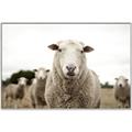 Picture of Sheepily _GroupedProduct_Rectangle_Landscape_Photography _GroupedProduct_Rectangle_Landscape_Canvas_Framed_