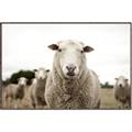Picture of Sheepily _GroupedProduct_Rectangle_Landscape_Photography _GroupedProduct_Rectangle_Landscape_Canvas_Framed_