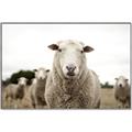 Picture of Sheepily _GroupedProduct_Rectangle_Landscape_Photography _GroupedProduct_Rectangle_Landscape_Canvas_Framed_
