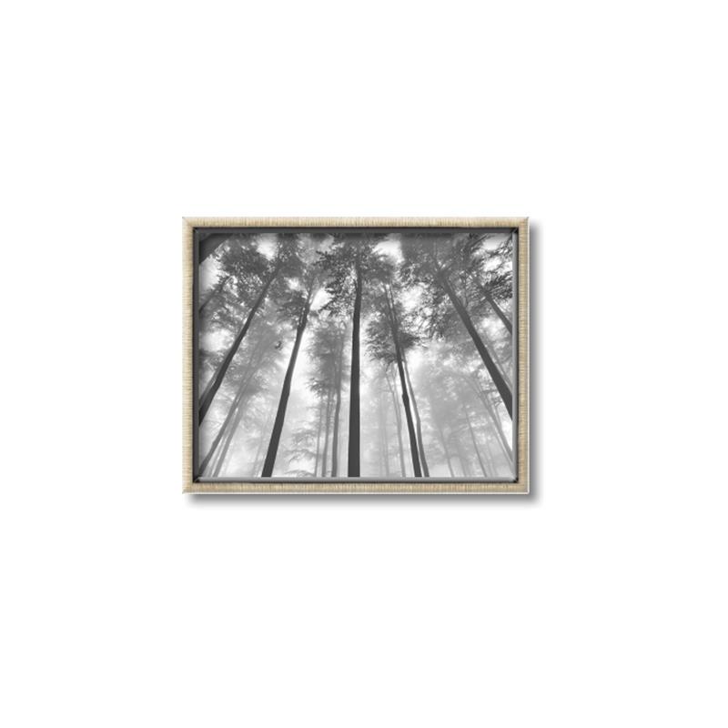 Picture of Sky High Trees _GroupedProduct_Rectangle_Landscape_Photography _GroupedProduct_Rectangle_Landscape_Canvas_Framed_