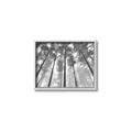 Picture of Sky High Trees _GroupedProduct_Rectangle_Landscape_Photography _GroupedProduct_Rectangle_Landscape_Canvas_Framed_