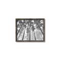 Picture of Sky High Trees _GroupedProduct_Rectangle_Landscape_Photography _GroupedProduct_Rectangle_Landscape_Canvas_Framed_