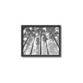 Picture of Sky High Trees _GroupedProduct_Rectangle_Landscape_Photography _GroupedProduct_Rectangle_Landscape_Canvas_Framed_