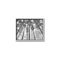 Picture of Sky High Trees _GroupedProduct_Rectangle_Landscape_Photography _GroupedProduct_Rectangle_Landscape_Canvas_Framed_