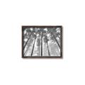 Picture of Sky High Trees _GroupedProduct_Rectangle_Landscape_Photography _GroupedProduct_Rectangle_Landscape_Canvas_Framed_