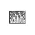 Picture of Sky High Trees _GroupedProduct_Rectangle_Landscape_Photography _GroupedProduct_Rectangle_Landscape_Canvas_Framed_