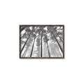 Picture of Sky High Trees _GroupedProduct_Rectangle_Landscape_Photography _GroupedProduct_Rectangle_Landscape_Canvas_Framed_