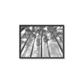 Picture of Sky High Trees _GroupedProduct_Rectangle_Landscape_Photography _GroupedProduct_Rectangle_Landscape_Canvas_Framed_