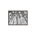 Picture of Sky High Trees _GroupedProduct_Rectangle_Landscape_Photography _GroupedProduct_Rectangle_Landscape_Canvas_Framed_