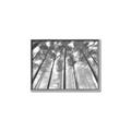 Picture of Sky High Trees _GroupedProduct_Rectangle_Landscape_Photography _GroupedProduct_Rectangle_Landscape_Canvas_Framed_