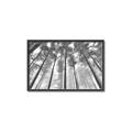 Picture of Sky High Trees _GroupedProduct_Rectangle_Landscape_Photography _GroupedProduct_Rectangle_Landscape_Canvas_Framed_