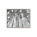 Picture of Sky High Trees _GroupedProduct_Rectangle_Landscape_Photography _GroupedProduct_Rectangle_Landscape_Canvas_Framed_
