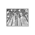 Picture of Sky High Trees _GroupedProduct_Rectangle_Landscape_Photography _GroupedProduct_Rectangle_Landscape_Canvas_Framed_