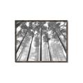 Picture of Sky High Trees _GroupedProduct_Rectangle_Landscape_Photography _GroupedProduct_Rectangle_Landscape_Canvas_Framed_