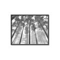 Picture of Sky High Trees _GroupedProduct_Rectangle_Landscape_Photography _GroupedProduct_Rectangle_Landscape_Canvas_Framed_