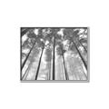 Picture of Sky High Trees _GroupedProduct_Rectangle_Landscape_Photography _GroupedProduct_Rectangle_Landscape_Canvas_Framed_