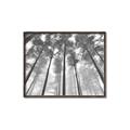 Picture of Sky High Trees _GroupedProduct_Rectangle_Landscape_Photography _GroupedProduct_Rectangle_Landscape_Canvas_Framed_
