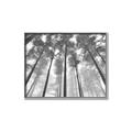 Picture of Sky High Trees _GroupedProduct_Rectangle_Landscape_Photography _GroupedProduct_Rectangle_Landscape_Canvas_Framed_
