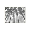 Picture of Sky High Trees _GroupedProduct_Rectangle_Landscape_Photography _GroupedProduct_Rectangle_Landscape_Canvas_Framed_