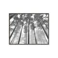Picture of Sky High Trees _GroupedProduct_Rectangle_Landscape_Photography _GroupedProduct_Rectangle_Landscape_Canvas_Framed_