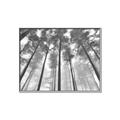 Picture of Sky High Trees _GroupedProduct_Rectangle_Landscape_Photography _GroupedProduct_Rectangle_Landscape_Canvas_Framed_
