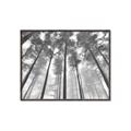 Picture of Sky High Trees _GroupedProduct_Rectangle_Landscape_Photography _GroupedProduct_Rectangle_Landscape_Canvas_Framed_