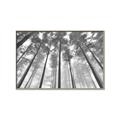Picture of Sky High Trees _GroupedProduct_Rectangle_Landscape_Photography _GroupedProduct_Rectangle_Landscape_Canvas_Framed_
