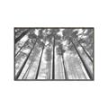 Picture of Sky High Trees _GroupedProduct_Rectangle_Landscape_Photography _GroupedProduct_Rectangle_Landscape_Canvas_Framed_