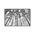 Picture of Sky High Trees _GroupedProduct_Rectangle_Landscape_Photography _GroupedProduct_Rectangle_Landscape_Canvas_Framed_