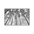 Picture of Sky High Trees _GroupedProduct_Rectangle_Landscape_Photography _GroupedProduct_Rectangle_Landscape_Canvas_Framed_