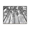Picture of Sky High Trees _GroupedProduct_Rectangle_Landscape_Photography _GroupedProduct_Rectangle_Landscape_Canvas_Framed_