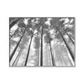 Picture of Sky High Trees _GroupedProduct_Rectangle_Landscape_Photography _GroupedProduct_Rectangle_Landscape_Canvas_Framed_