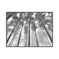Picture of Sky High Trees _GroupedProduct_Rectangle_Landscape_Photography _GroupedProduct_Rectangle_Landscape_Canvas_Framed_