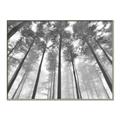 Picture of Sky High Trees _GroupedProduct_Rectangle_Landscape_Photography _GroupedProduct_Rectangle_Landscape_Canvas_Framed_