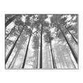 Picture of Sky High Trees _GroupedProduct_Rectangle_Landscape_Photography _GroupedProduct_Rectangle_Landscape_Canvas_Framed_