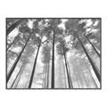 Picture of Sky High Trees _GroupedProduct_Rectangle_Landscape_Photography _GroupedProduct_Rectangle_Landscape_Canvas_Framed_