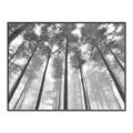 Picture of Sky High Trees _GroupedProduct_Rectangle_Landscape_Photography _GroupedProduct_Rectangle_Landscape_Canvas_Framed_