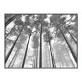 Picture of Sky High Trees _GroupedProduct_Rectangle_Landscape_Photography _GroupedProduct_Rectangle_Landscape_Canvas_Framed_