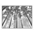 Picture of Sky High Trees _GroupedProduct_Rectangle_Landscape_Photography _GroupedProduct_Rectangle_Landscape_Canvas_Framed_