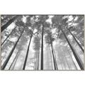 Picture of Sky High Trees _GroupedProduct_Rectangle_Landscape_Photography _GroupedProduct_Rectangle_Landscape_Canvas_Framed_