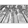 Picture of Sky High Trees _GroupedProduct_Rectangle_Landscape_Photography _GroupedProduct_Rectangle_Landscape_Canvas_Framed_