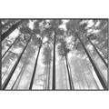 Picture of Sky High Trees _GroupedProduct_Rectangle_Landscape_Photography _GroupedProduct_Rectangle_Landscape_Canvas_Framed_