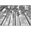 Picture of Sky High Trees _GroupedProduct_Rectangle_Landscape_Photography _GroupedProduct_Rectangle_Landscape_Canvas_Framed_