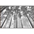 Picture of Sky High Trees _GroupedProduct_Rectangle_Landscape_Photography _GroupedProduct_Rectangle_Landscape_Canvas_Framed_