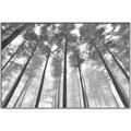 Picture of Sky High Trees _GroupedProduct_Rectangle_Landscape_Photography _GroupedProduct_Rectangle_Landscape_Canvas_Framed_