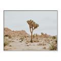 Picture of Dessert Tree _GroupedProduct_Rectangle_Landscape_Photography _GroupedProduct_Rectangle_Landscape_Canvas_Framed_