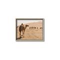 Picture of Camel Walk _GroupedProduct_Rectangle_Landscape_Photography _GroupedProduct_Rectangle_Landscape_Canvas_Framed_